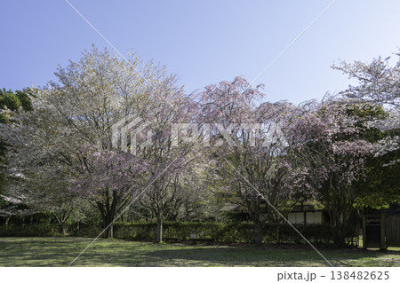 しだれ桜76 138482625