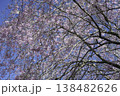 しだれ桜77 138482626