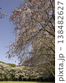 しだれ桜78 138482627