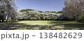 ソメイヨシノと枝垂桜4 138482629