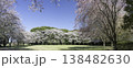 ソメイヨシノと枝垂桜5 138482630