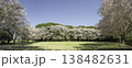 ソメイヨシノと枝垂桜6 138482631