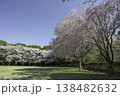 ソメイヨシノと枝垂桜7 138482632
