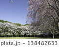 ソメイヨシノと枝垂桜8 138482633