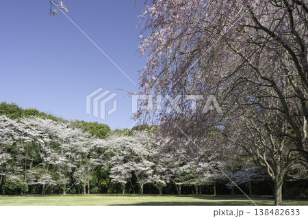 ソメイヨシノと枝垂桜8 138482633