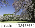 ソメイヨシノと枝垂桜9 138482634