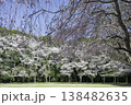 ソメイヨシノと枝垂桜10 138482635