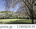 ソメイヨシノと枝垂桜11 138482636