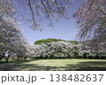 ソメイヨシノと枝垂桜12 138482637