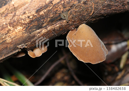 倒木に着生する若いアラゲキクラゲ（ナンカイキクラゲ）キノコ（アウトドアフィールド動物マクロ撮影） 138482638