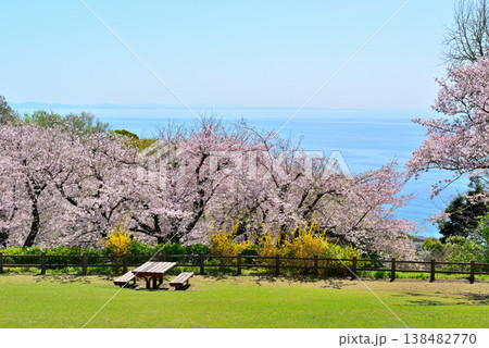 神奈川県 吾妻山公園 高台から見るさくらと相模湾 神奈川県 吾妻山公園 高台から見るさくらと相模湾 138482770