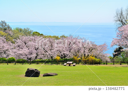 神奈川県 吾妻山公園 高台から見るさくらと相模湾 神奈川県 吾妻山公園 高台から見るさくらと相模湾 138482771