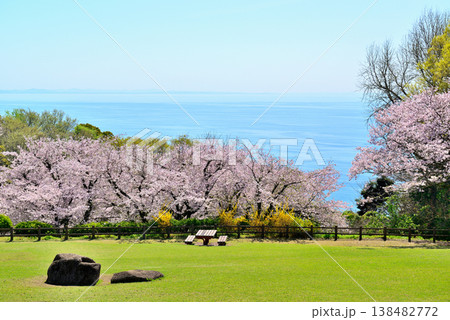 神奈川県 吾妻山公園 高台から見るさくらと相模湾 神奈川県 吾妻山公園 高台から見るさくらと相模湾 138482772