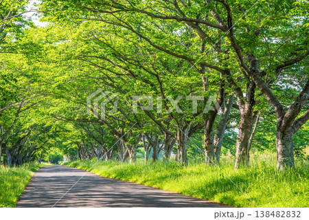 新緑の桜並木《三重県 津市 芸濃町 北神山花街道》 新緑の桜並木《三重県 津市 芸濃町 北神山花街道》 138482832