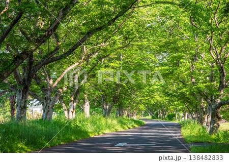 新緑の桜並木《三重県 津市 芸濃町 北神山花街道》 138482833