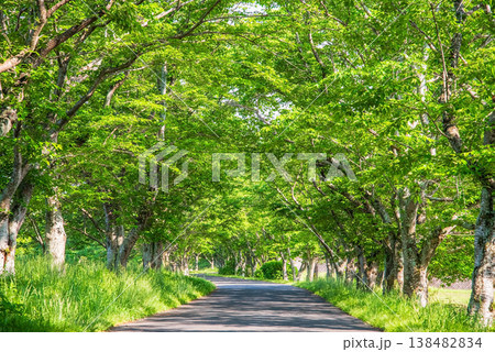 新緑の桜並木《三重県 津市 芸濃町 北神山花街道》 新緑の桜並木《三重県 津市 芸濃町 北神山花街道》 138482834