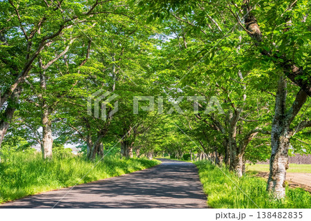 新緑の桜並木《三重県 津市 芸濃町 北神山花街道》 138482835
