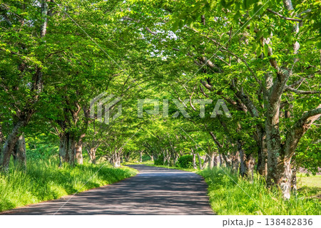 新緑の桜並木《三重県 津市 芸濃町 北神山花街道》 138482836