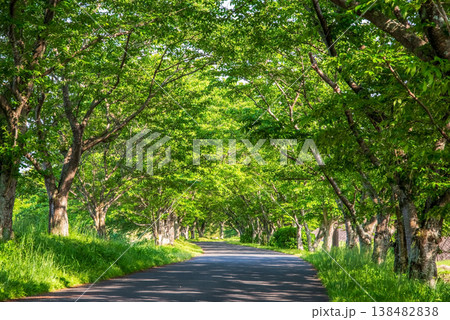 新緑の桜並木《三重県 津市 芸濃町 北神山花街道》 新緑の桜並木《三重県 津市 芸濃町 北神山花街道》 138482838
