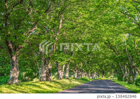 新緑の桜並木《三重県 津市 芸濃町 北神山花街道》 新緑の桜並木《三重県 津市 芸濃町 北神山花街道》 138482846