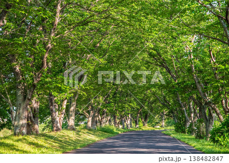 新緑の桜並木《三重県 津市 芸濃町 北神山花街道》 新緑の桜並木《三重県 津市 芸濃町 北神山花街道》 138482847