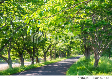 新緑の桜並木《三重県 津市 芸濃町 北神山花街道》 138482848