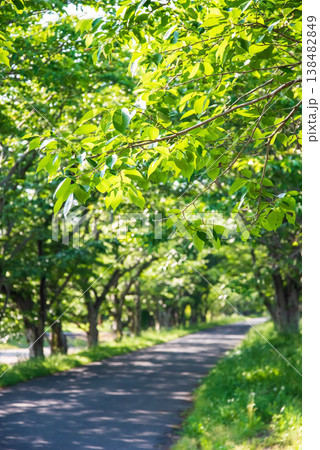 新緑の桜並木《三重県 津市 芸濃町 北神山花街道》 新緑の桜並木《三重県 津市 芸濃町 北神山花街道》 138482849