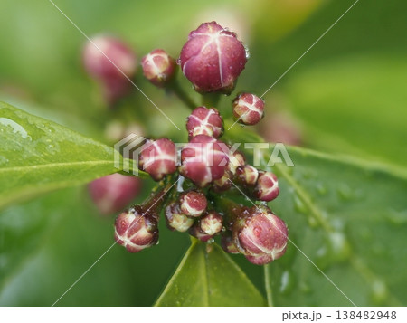 レモンの蕾と雨の雫 Lemon buds with raindrops macro fresh gr レモンの蕾と雨の雫 Lemon buds with raindrops macro fresh gr 138482948