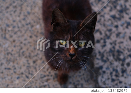 長崎県の五島列島 小値賀島の猫 138482973