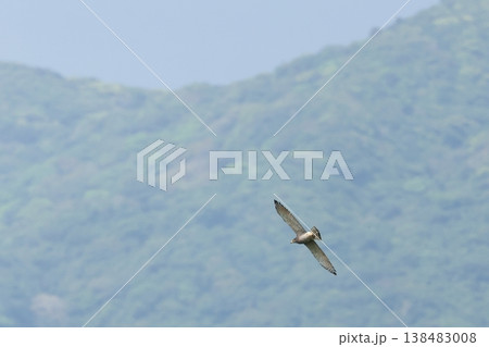 生き物　野鳥　サシバ、石垣島の山を背景に飛ぶ。胸が褐色で腹に横班、淡色型成鳥のオスでしょうか 138483008