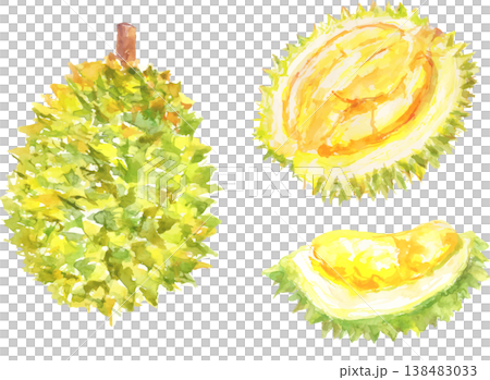 榴槤水彩插圖（向量圖） 138483033