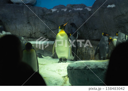 勇敢なペンギン 勇敢なペンギン 138483042