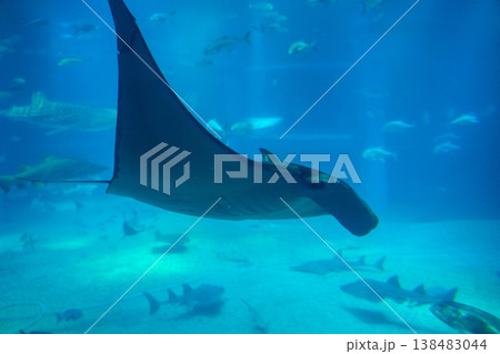 水族館で泳ぐマンタ 水族館で泳ぐマンタ 138483044