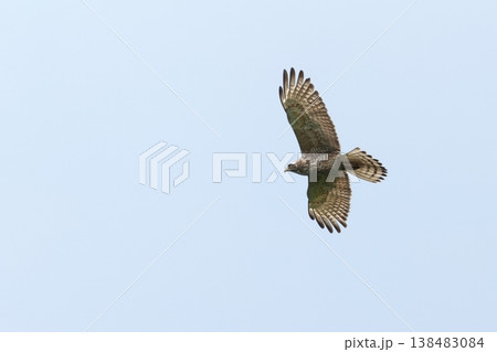 生き物　野鳥　サシバ、幼鳥です。胸の縦斑が目立ち眉班も盛大に目立ちます② 138483084