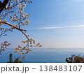 海を臨む丘に咲く桜 138483107