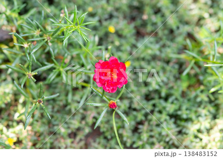 Bright red flower blooming among green foliage with soft background blur natural garden detail vibrant color freshness and calm outdoor atmosphere Bright red flower blooming among green foliage with soft background blur natural garden detail vibrant color freshness and calm outdoor atmosphere 138483152