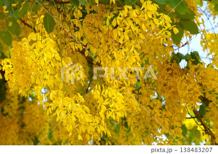 タイ国花の黄色い花ゴールデンシャワー1 タイ国花の黄色い花ゴールデンシャワー1 138483207