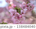 春の近隣公園に咲いた八重桜 138484040