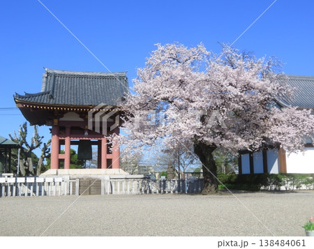 池上本門寺の鐘と満開の桜 池上本門寺の鐘と満開の桜 138484061