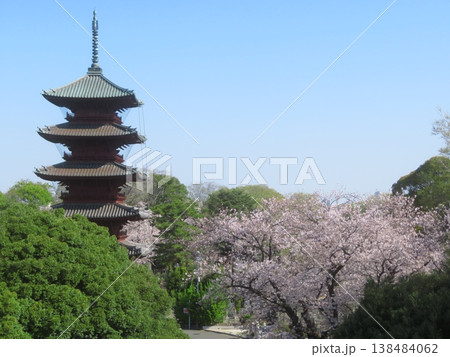 東京都大田区池上本門寺 五重塔と桜 東京都大田区池上本門寺 五重塔と桜 138484062