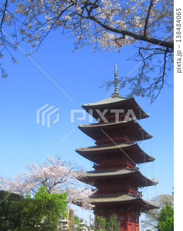 東京都大田区池上本門寺 五重塔と桜 東京都大田区池上本門寺 五重塔と桜 138484065