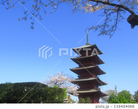 東京都大田区池上本門寺 五重塔と桜 東京都大田区池上本門寺 五重塔と桜 138484066