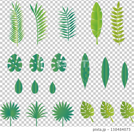 A set of illustrations of summer tropical plant leaves, including monstera and palm trees. 138484073