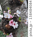 木の幹に咲く淡いピンクの桜 138484084