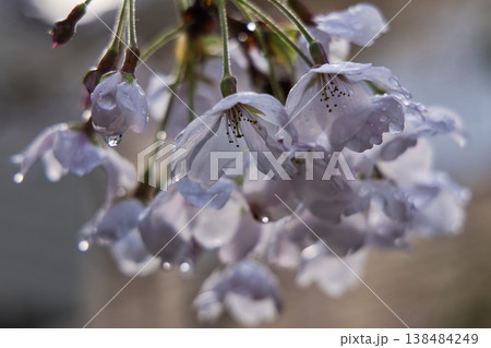 雨に濡れる桜 138484249