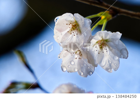 春の訪れを告げる桜 138484250