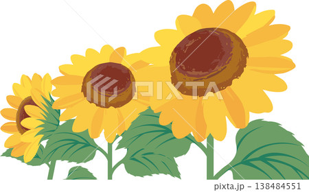 ひまわりの花 3輪 夏の植物 イラスト素材 ひまわりの花 3輪 夏の植物 イラスト素材 138484551