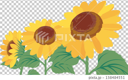ひまわりの花 3輪 夏の植物 イラスト素材 ひまわりの花 3輪 夏の植物 イラスト素材 138484551
