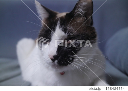 ハチワレの猫 ハチワレの猫 138484554