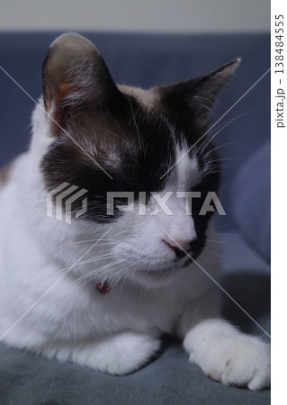 ハチワレの猫 ハチワレの猫 138484555